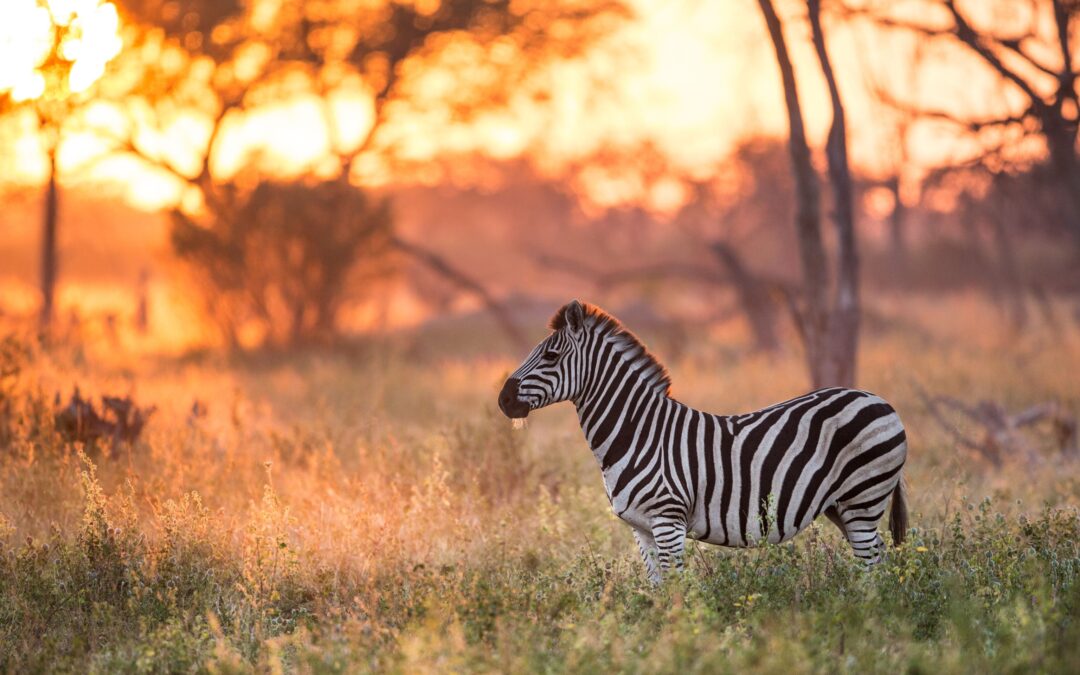 Botswana Collectors’ Safari