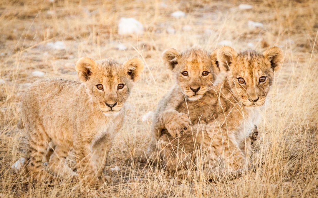 Namibia Family