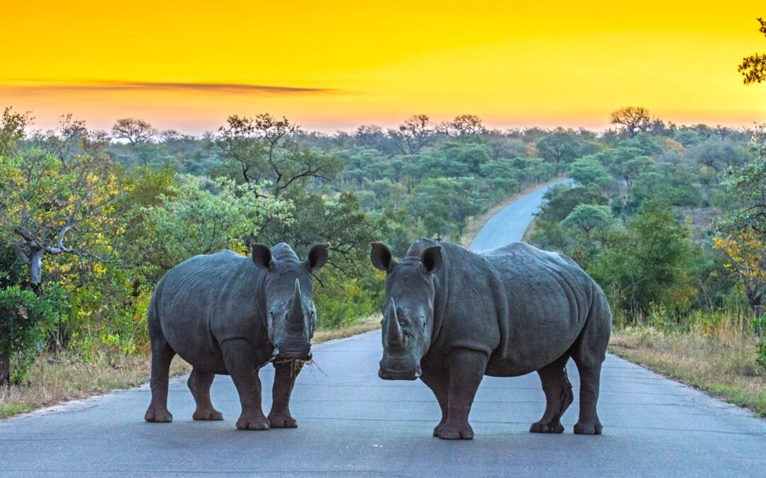 Grand Tour of South Africa