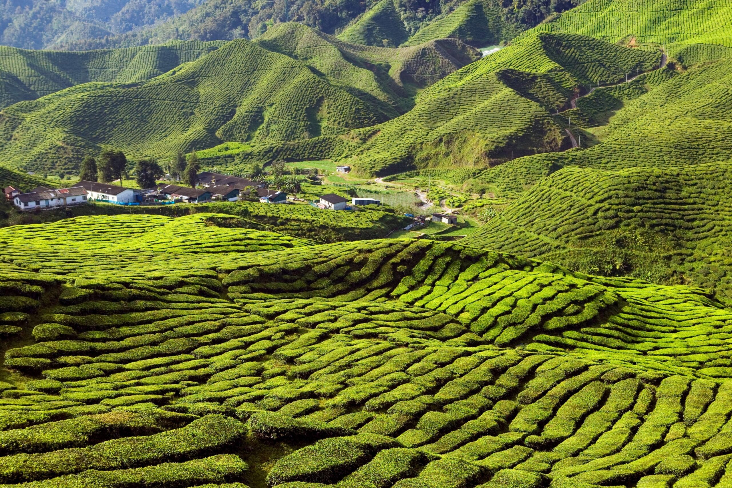 Landscape,Scenic,View,Of,The,Bharat,Tea,Plantation,In,The